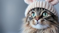 Adorable long-haired cat wearing pink knitted winter hat with ears, looking up with bright blue eyes against blurred background. Close-up portrait shows whiskers and fur details.