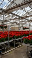 Commercial greenhouse interior with organized rows of vibrant red flowering plants on metal benches, glass roof structure for agriculture business.