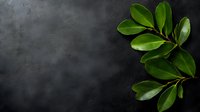 Fresh green leaves on dark moody background with copy space. Natural minimal composition for wellness, spa, organic product marketing and design.