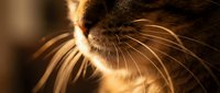 Close-up of a tabby cat face bathed in warm golden sunlight, highlighting long whiskers and soft fur texture with bokeh background.