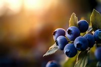 Fresh ripe blueberries on branch with green leaves in warm golden sunlight. Organic summer berry harvest concept for healthy eating and nutrition.