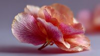 Delicate pink and coral orchid petals with intricate veining patterns creating soft romantic floral composition for spa wellness and beauty concepts.