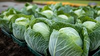 Fresh green cabbage heads growing in garden rows, showing detailed leaf texture and natural veining patterns. Organic farming and vegetable cultivation.