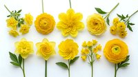 Bright yellow flowers arranged in rows on white background, including roses, ranunculus, and buttercups with green stems and leaves, suitable for spring designs and floral compositions.