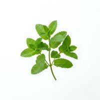 Fresh mint sprig with vibrant green leaves isolated on white background, ready for culinary, wellness, and design applications.