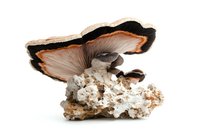 Fresh brown and orange mushroom growing on white mineral rock formation, isolated on white background for nature and botanical designs.