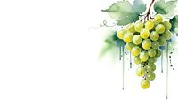 Watercolor green grapes bunch with leaves and dripping paint effect on white background for wine labels, organic food packaging and culinary designs.