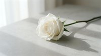 Single white rose lying on marble surface with soft natural lighting and shadows for romantic wedding or sympathy concepts.