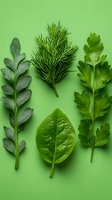 Fresh culinary herbs and greens arranged on bright green background. Variety of aromatic plants for cooking including dill, parsley, spinach and sage.