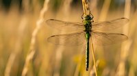 Green dragonfly with transparent wings perched on golden grass stem in warm sunlight creating natural bokeh background for nature and wildlife designs.