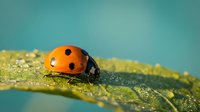 Orange ladybug with black spots crawling on green textured leaf surface against soft turquoise background for nature and garden themed designs.