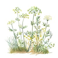 Watercolor wild herbs and flowers with delicate green stems and yellow blooms on white background, isolated botanical illustration for natural design projects.