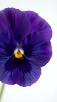 Deep purple pansy with yellow center isolated on white background, suitable for floral design, botanical illustrations, greeting cards, and garden-themed projects.