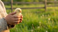 Young chick held in hands of farmer at rural farm with green pasture and wooden fence in background, representing agriculture and animal husbandry.