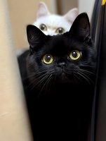 Black cat with bright yellow eyes in foreground and white cat peeking from behind, creating dramatic contrast against dark background. Perfect for pet care marketing.