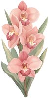 Delicate pink cymbidium orchids with sage green leaves in soft watercolor style, isolated on white background for botanical art, wedding stationery and floral design.