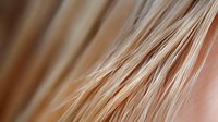 Macro shot of golden wheat ears with soft focus and shallow depth of field creating abstract natural pattern. Agricultural harvest concept.