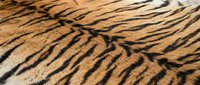 Close-up of tiger fur texture showing natural striped pattern in warm golden and black tones, suitable for wildlife backgrounds and nature design projects.