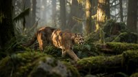 Majestic wild wolf walking through misty forest with golden sunlight filtering through trees, moss-covered rocks and fallen logs creating mystical woodland atmosphere.