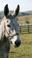 Gray donkey wearing a halter stands in a pastoral farm setting with fenced pasture and rolling hills in the background, suitable for agricultural and rural lifestyle content.