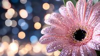 Pink gerbera daisy covered in water droplets against blurred bokeh lights background, creating magical morning freshness with sparkling dew effect.