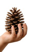 Child's hand holding a large brown pine cone isolated on white background, nature concept for seasonal and educational design.