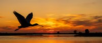 Silhouette of heron flying over calm water during golden sunset with orange sky reflecting on lake surface creating peaceful wildlife scene for nature photography.