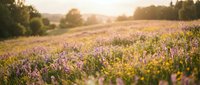 Purple wildflower meadow at golden hour sunset with soft warm light filtering through trees creating dreamy natural landscape for wellness and relaxation themes.
