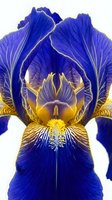 Deep blue iris flower with golden yellow markings and intricate veining, isolated on white background. Suitable for botanical designs, floral prints, and decorative applications.
