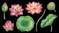 Lotus flower and lily pad botanical illustration set isolated on transparent background, ready for clipart, t-shirt design, stickers, sublimation and print-on-demand projects.
