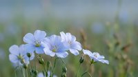 Delicate blue flax flowers blooming in natural meadow with soft bokeh background, organic farming and wildflower gardening concept for wellness designs.