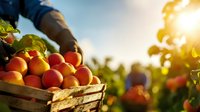 Farmer harvesting fresh ripe tomatoes in wooden crate at sunset. Agricultural worker collecting organic red tomatoes in garden with golden sunlight and bokeh background.