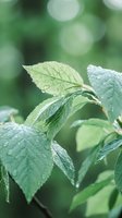 Fresh green leaves with morning dew drops on natural blurred background. Organic plant foliage with water droplets for wellness and nature concepts.