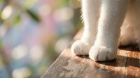 Close-up of dog paws on wooden surface with soft bokeh background. Pet care, animal health and veterinary concept for design projects.