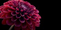 Deep red dahlia flower with symmetrical petals against black background, creating dramatic contrast for floral design projects.