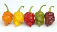 Fresh colorful habanero chili peppers in row showing variety from orange, yellow, red, green to chocolate brown on white background, isolated for food design.