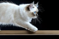 Graceful ragdoll cat with striking blue eyes and cream-colored fur balancing on wooden shelf against dark background, showcasing feline agility and poise.