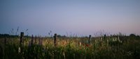 Wooden fence posts stand in overgrown field at dusk with wild grasses and weeds under twilight sky. Suitable for rural, agricultural, and landscape design projects.