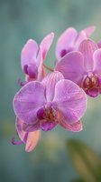 Pink orchid flowers blooming with delicate petals and intricate patterns against soft blurred background for spa wellness and botanical decoration.