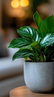 Peace lily plant with glossy green leaves in modern gray ceramic pot against warm bokeh background, creating serene home atmosphere.