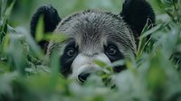 Giant panda bear peering through green foliage with focused eyes and distinctive black and white facial markings, creating mysterious wildlife atmosphere.