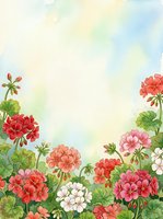 Watercolor geranium flowers border with red, pink and white blooms on soft pastel background, copy space for text or greeting card design.