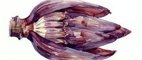 Watercolor painting of purple banana flower bud with layered petals in shades of burgundy and cream, botanical illustration for culinary and gardening content.