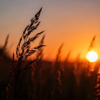 Silhouette of wild grass swaying against golden sunset sky. Peaceful nature scene with warm orange light and sun disc on horizon for meditation content.