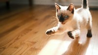 Playful young Siamese kitten with cream and brown coloring running across wooden floor indoors, captured mid-motion with dynamic energy and joy.