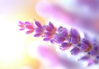 Delicate purple lavender flowers in macro view against soft pink and yellow bokeh background, creating dreamy romantic atmosphere for wellness and spa designs.
