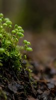 Fresh green moss growing on forest floor with delicate spore capsules in natural woodland environment creating peaceful botanical background.