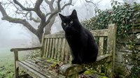 Black cat with green eyes sitting on a weathered wooden bench in a misty garden with ivy and bare trees in the background.