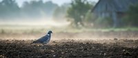 Pigeon standing on plowed soil in misty rural farmland with weathered barn and trees in background at dawn.