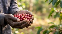 Farmer holding freshly harvested red tomatoes in cupped hands outdoors, showing agricultural produce and harvest season for farming, gardening, and food industry use.